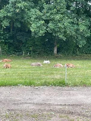 Hojmosegard Vaerelse 4 瓦尔德