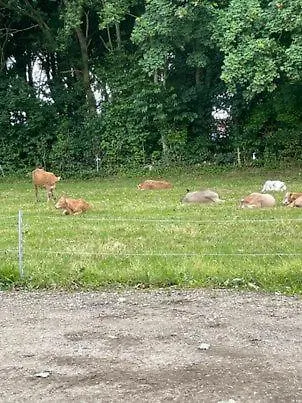 Hojmosegard Vaerelse 4 Varde